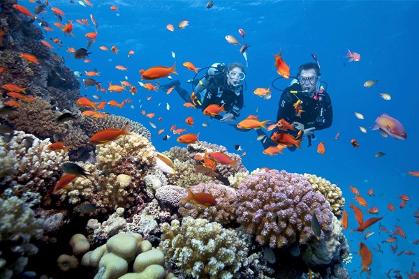Trải nghiệm lặn ngắm san hô được nhiều cặp đôi yêu thích